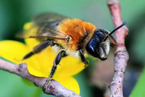 Réf. 238 324 : Andrena nitida